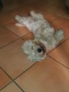 Immagine Westie