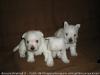 Immagine Westie