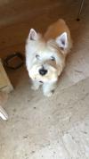 Immagine Westie