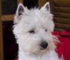 Westie