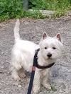 Immagine Westie