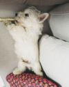 Immagine Westie