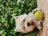 Immagine Westie