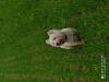 Immagine Westie