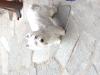 Immagine Westie
