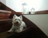 Westie