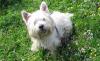 Westie