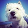 Westie