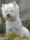 Westie