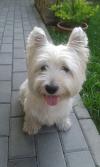 Westie