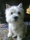 Westie