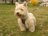 Westie