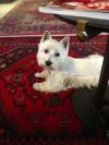 Westie