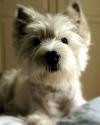 Westie