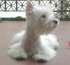 Immagine Westie