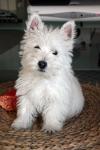 Westie