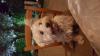 Immagine Westie