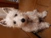 Immagine Westie