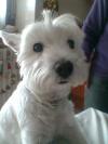 Westie