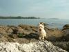 Immagine Westie
