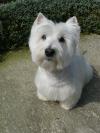 Westie