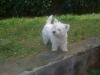 Westie