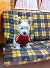 Westie