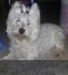 Immagine Westie