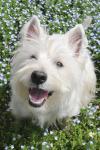 Westie