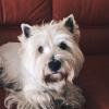 Immagine Westie