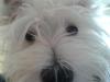 Westie