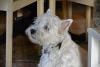 Immagine Westie