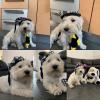 Immagine Westie