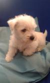 Immagine Westie