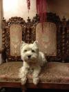 Westie