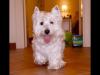 Westie