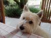 Immagine Westie