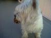Immagine Westie