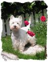 Westie