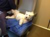 Immagine Westie