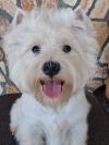 Immagine Westie