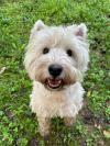 Immagine Westie