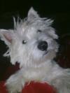 Westie