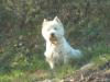 Immagine Westie