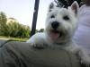 Westie