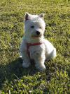 Westie