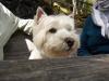 Westie