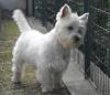 Westie