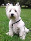 Westie