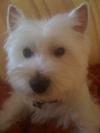 Westie